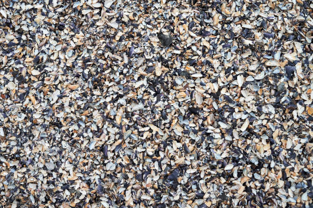 istock Sea shells background, copy space. Summer beach. Top view, flat lay 1349030429