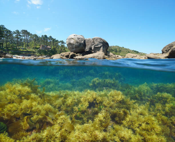 istock Spain Atlantic coast rocks and algae in the ocean 1349030624