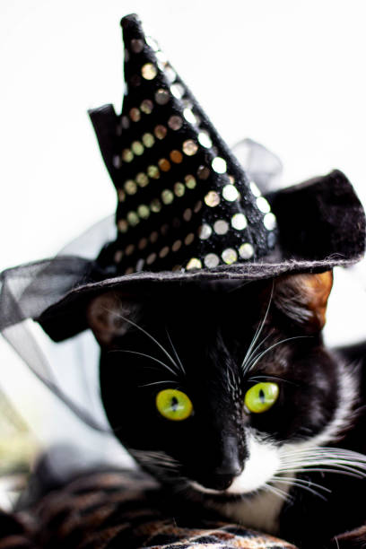 istock Black cat with witch hat for halloween. isolated on white background. 1349030650