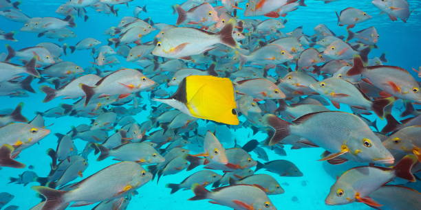 istock Shoal of fish underwater Pacific ocean 1349030727