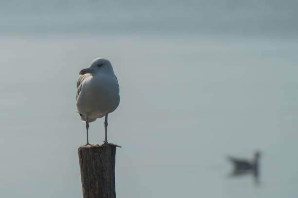 istock Seagull on a wooden pole 1349030877