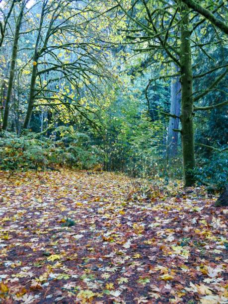 istock The Autumn Leaves in Forest 1349030967