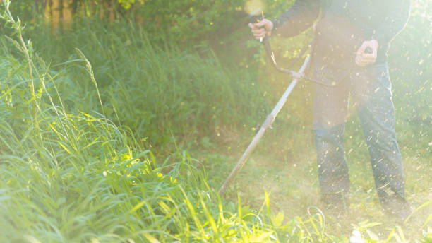 istock man mows grass with trimmer, focus on foreground blurred background 1349031976