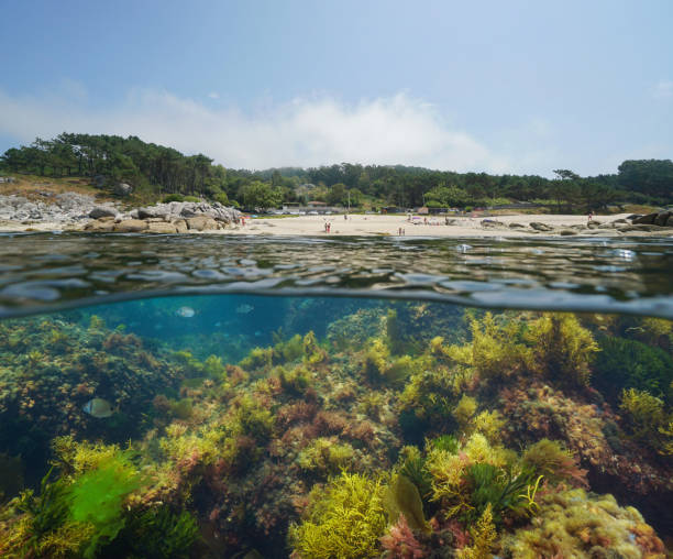 istock Spain Galicia coastline beach seaweeds underwater 1349034000