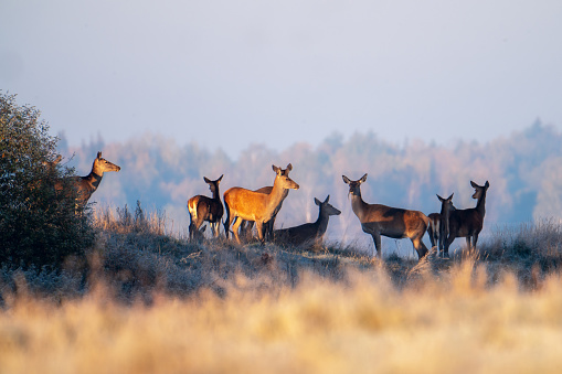 Wild red deers on field in sunny autumn morning. Herd of deers in wildlife. Autumn landscape with animals.