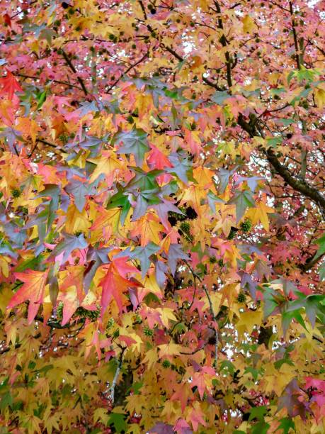 istock Spectacular Fall Foliage in Seattle 1349034361