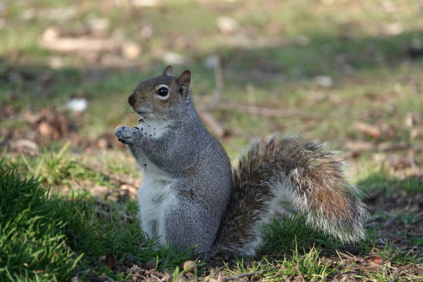 istock A cute grey squirrel sitting upright on the grass with food in its paws. 1349035007