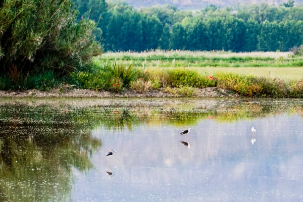 istock lagoon surrounded by vegetation with water birds 1349035386