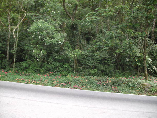 istock Kills on the side of the road. 1349038525