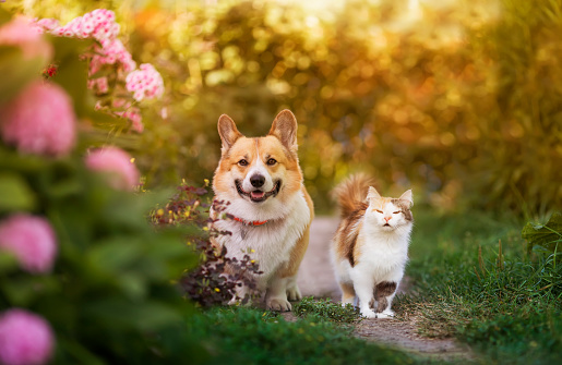 fluffy friends dog corgi and cat walking in summer a sunny garden among flowers