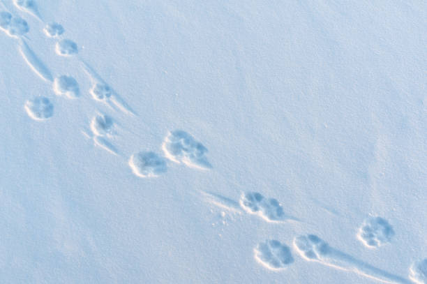 huellas de patas de perro en nieve fresca recién caída - paw print fotos fotografías e imágenes de stock