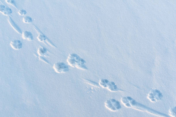 신선한 새로 쓰러진 눈에서 개 발 인쇄 - snow footprint winter animal track 뉴스 사진 이미지