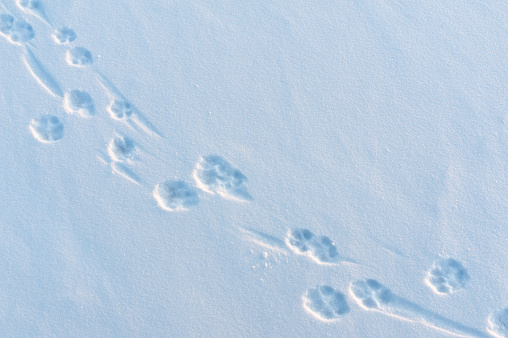 Dog paw prints in fresh newly fallen snow