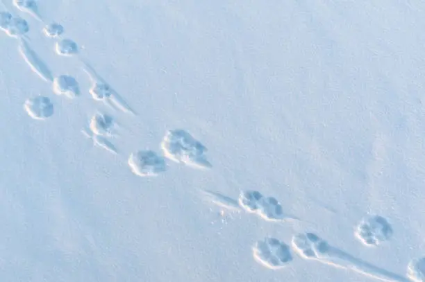 Dog paw prints in fresh newly fallen snow