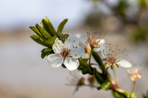 cherry blossoms on a sunny spring day on Vancouver Island