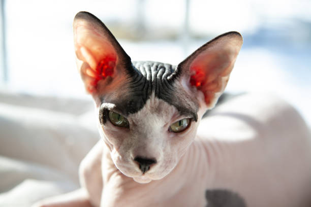 Sphynx Cat in the Sun Sphynx Cat in the Sun sphynx hairless cat stock pictures, royalty-free photos & images