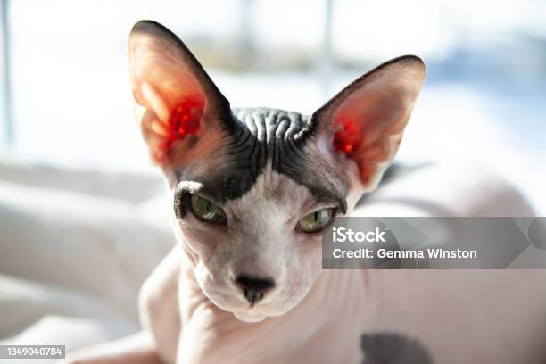 Sphynx Cat In The Sun Stock Photo - Download Image Now - Sphynx Hairless Cat, Wrinkled, Animal Body Part