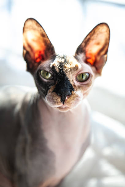 istock Sphynx Cat in the Sun #3 1349040795