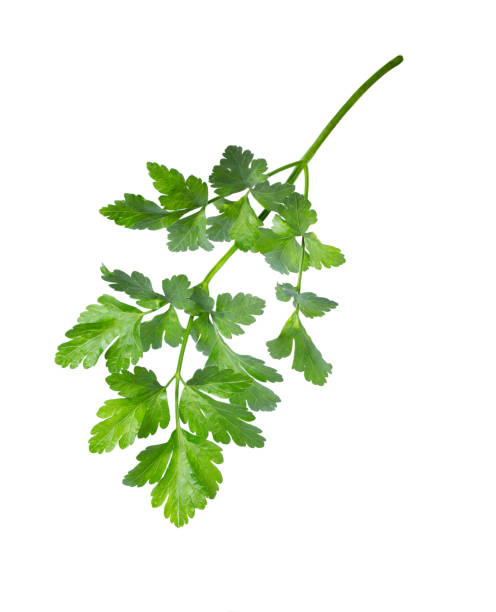 parsley  leaf isolated on white - parsley cilantro leaf leaf vegetable imagens e fotografias de stock