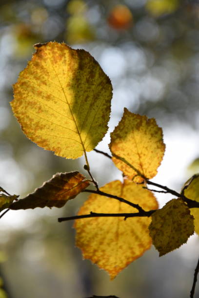 istock Autumn colors in Italy 1349042000
