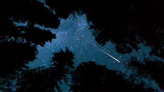 Milky Way and Shooting Stars Above the Treetops