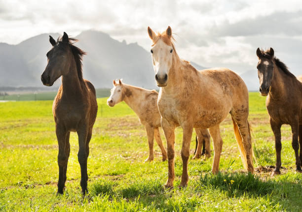 Herd of horses on a farm pasture