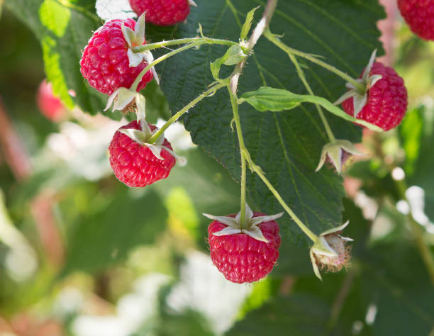istock Branch of ripe raspberries 1349043222