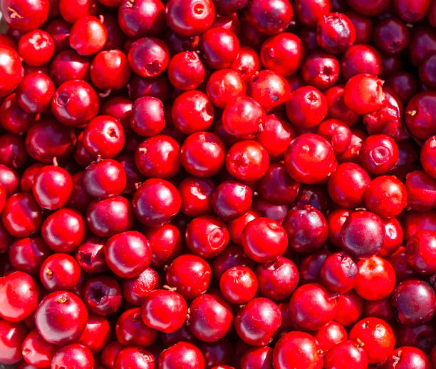 istock close-up of red lingonberry. Abstract natural pattern, texture, background 1349044064