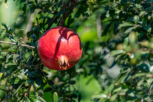 Close-up ripe red pomegranate fruit on tree branch.