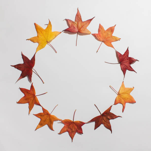 Autumn leaves made round frame against white background. Flat lay table top view minimal nature concept