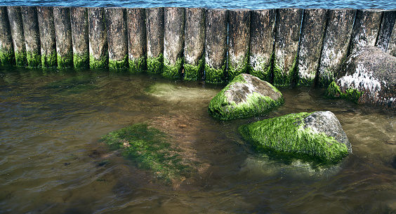 Stone and old wooden breakwater overgrown with green algae in the water on the Baltic sea beach