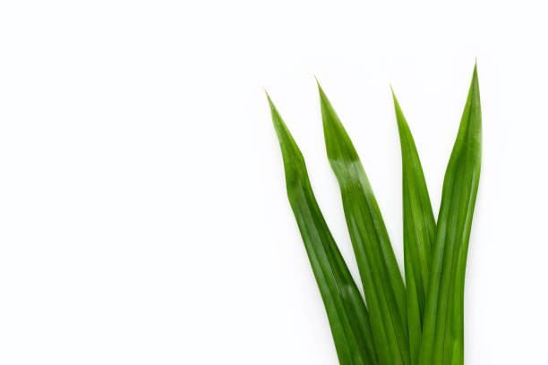 istock Fresh green pandan leaves on white background. 1349051495