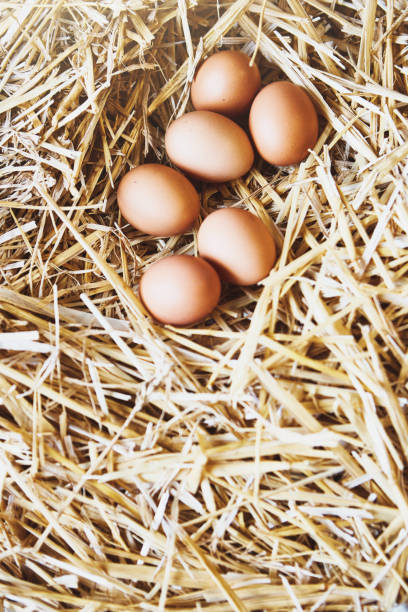 Organic eggs in a nest of hay on white background.