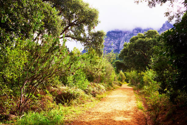 istock Rough dirt path stretches out ahead in a beautiful mountain hiking scene 1349053211
