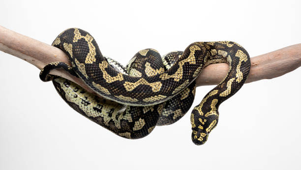 Python Wrapped Around Kid 1,600+ Australian Python Stock Photos, Pictures & Royalty-Free Images ...