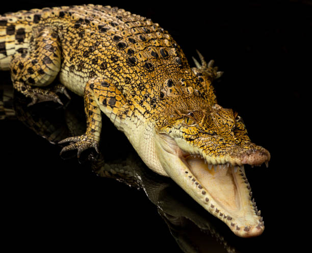 istock Saltwater Crocodile on a black background 1349055010