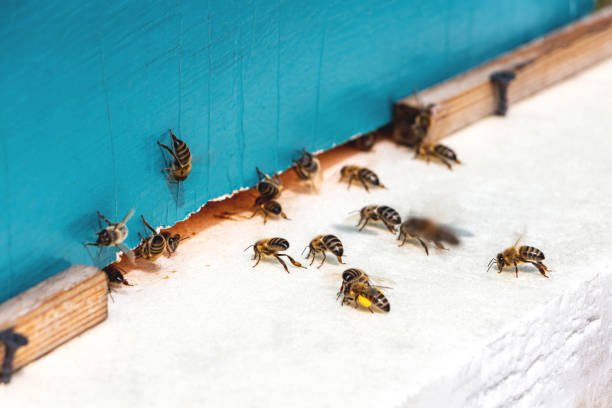 istock A group of bees sitting on a white hive tray 1349056642