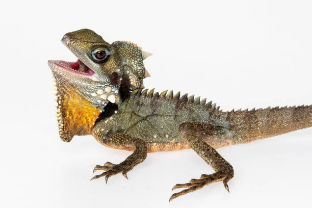 istock Boyd's Forest Dragon, arboreal agamid lizard 1349058113
