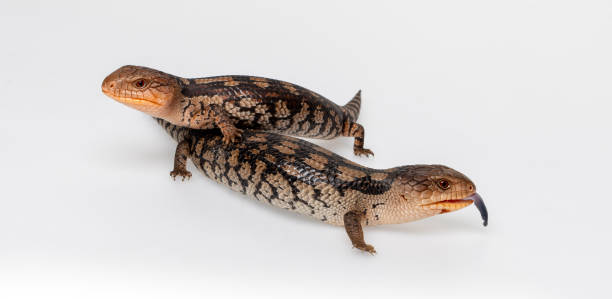 Baby Blotched Blue-tongued Lizards Two baby blotched blue-tongued lizards on a white background showing scales tiliqua scincoides stock pictures, royalty-free photos & images
