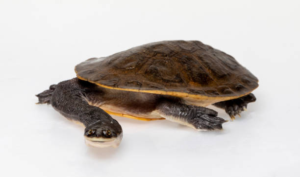 istock Broad Shelled River Turtle or Broad Shelled Snake-Necked Turtle 1349058288