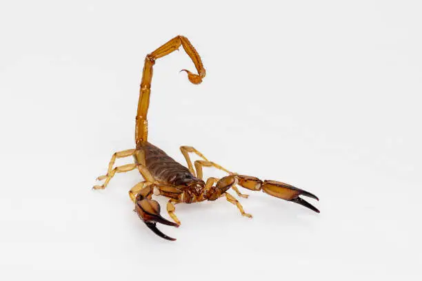 Australian Flinders Range Scorpion (Urodacus Elongatus) with its tail raised sitting on a white background