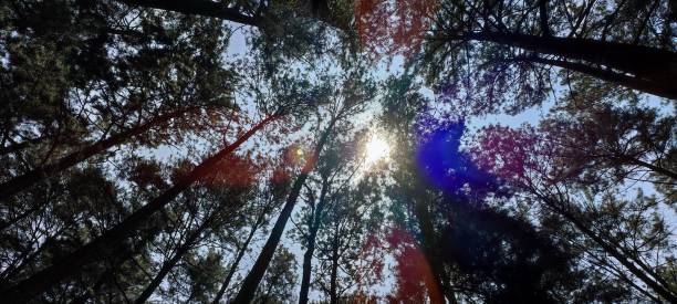 istock Pine tree backdrop with sunlight in a protected forest or campground, natural and sustainable 1349058387