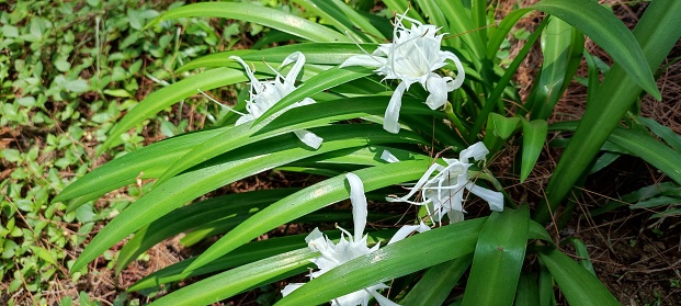 White flowers, flowers bloom in the forest in summer