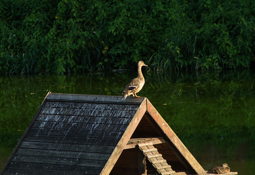 A female mallard is resting on the roof of a wooden bird house in a pond.