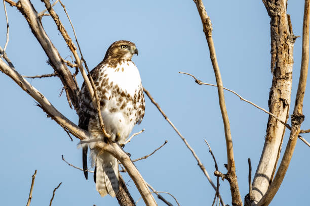 istock Beautiful and Fierce Red-Tailed Hawk in a Tree 1349062027