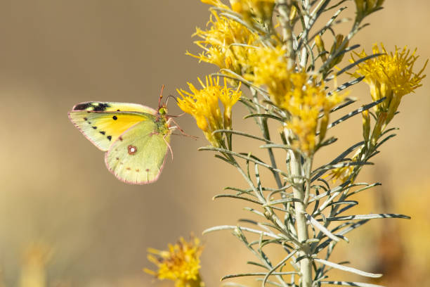 Orange Sulfur Butterfly Feeding on Rubber Rabbitbrush Orange Sulfur Butterfly Feeding on Rubber Rabbitbrush rabbit brush stock pictures, royalty-free photos & images