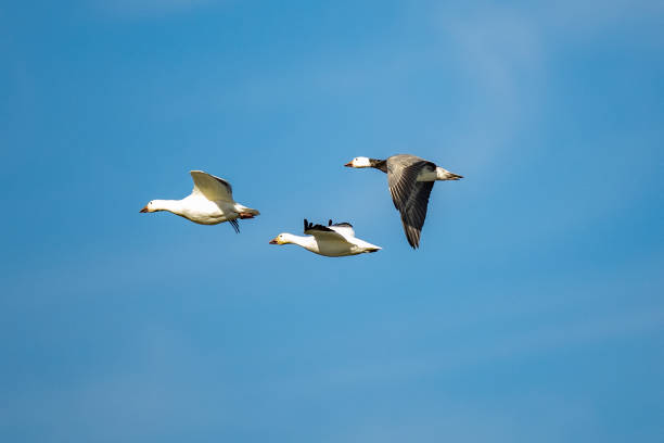 istock Adult White and Blue Phase Snow Geese in Flight Over a Marsh 1349062046