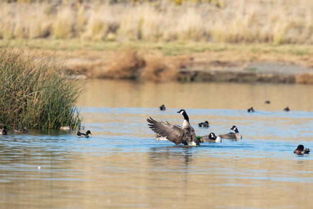 istock Canada Goose Flaps His Wings in Afternoon Light 1349062049