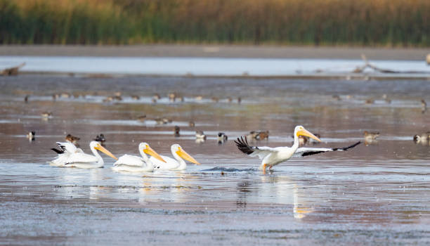 istock White Pelican Takes to the AIr 1349062069