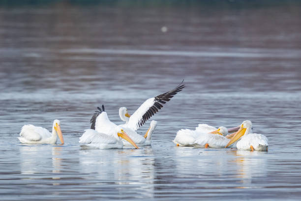 istock Flock of White Pelicans Feeds in a Coordinated Group 1349062070
